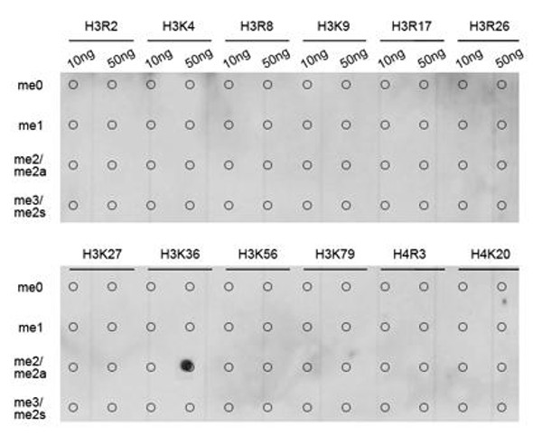 Anti-DiMethyl-Histone H3-K36 Antibody (CAB2365)