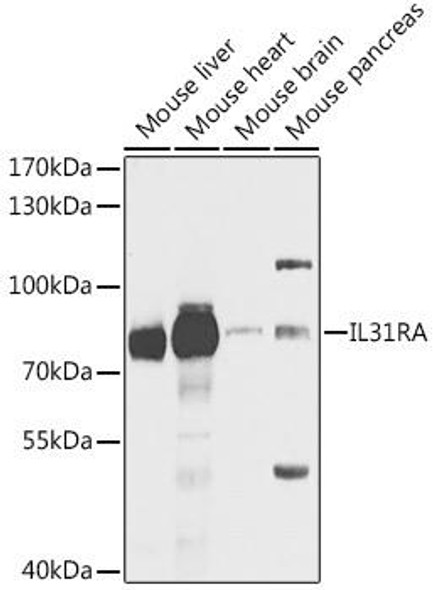 Anti-IL-31RA Antibody (CAB6141)