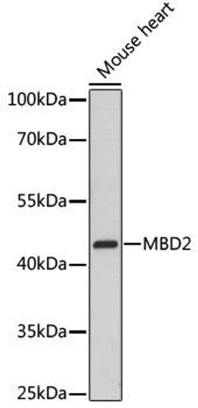 Anti-MBD2 Antibody (CAB11982)