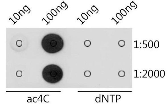 Anti-N4-acetylcytidine/ ac4C Antibody (CAB18806)