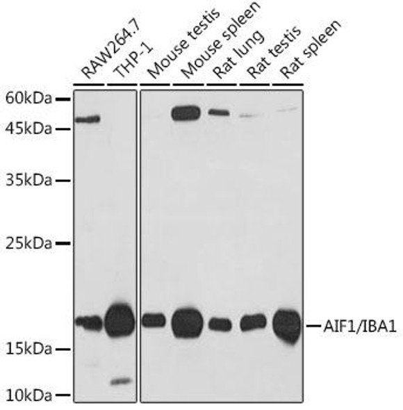 Anti-AIF1/IBA1 Antibody (CAB19776)