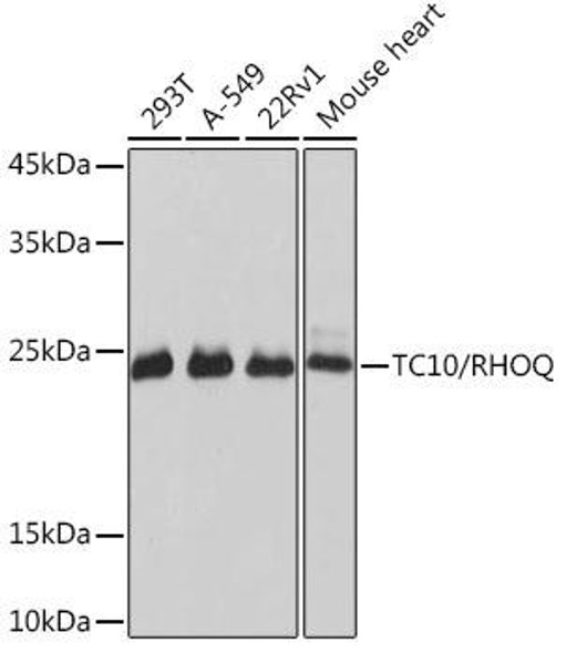 Anti-TC10/RHOQ Antibody (CAB19786)