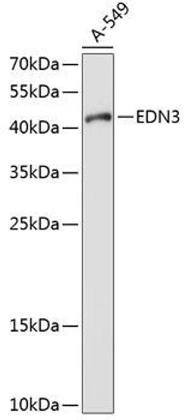 Anti-EDN3 Antibody (CAB1045)
