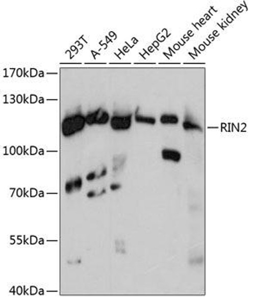 Anti-RIN2 Antibody (CAB13798)