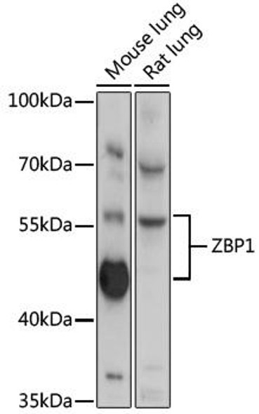 Anti-ZBP1 Antibody (CAB13899)