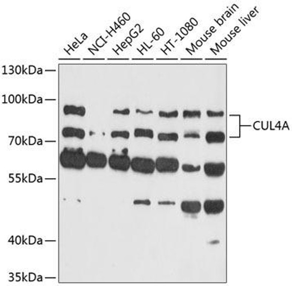 Anti-CUL4A Antibody (CAB13911)
