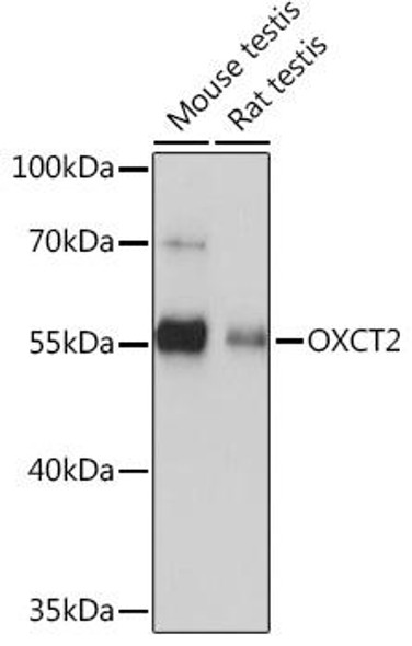 Anti-OXCT2 Antibody (CAB14920)