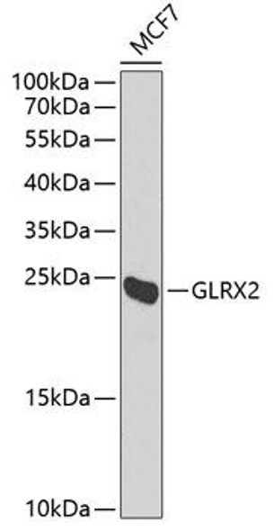 Anti-GLRX2 Antibody (CAB6603)