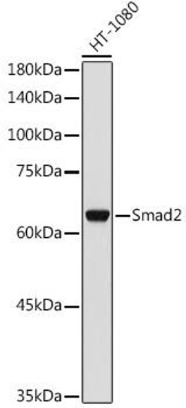 Anti-Smad2 Antibody (CAB16912)