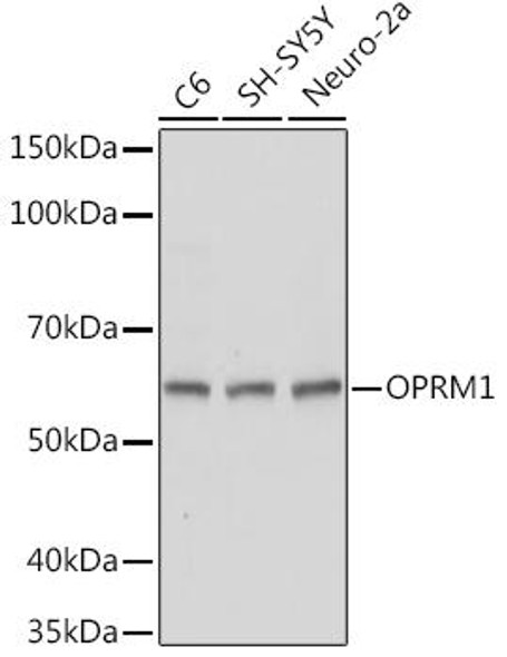 Anti-OPRM1 Antibody (CAB16939)