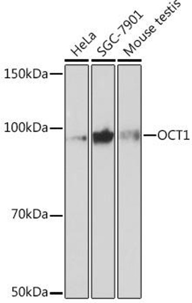 Anti-OCT1 Antibody (CAB3683)