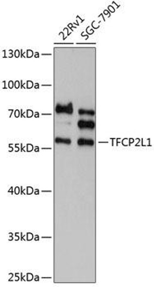 Anti-TFCP2L1 Antibody (CAB12140)