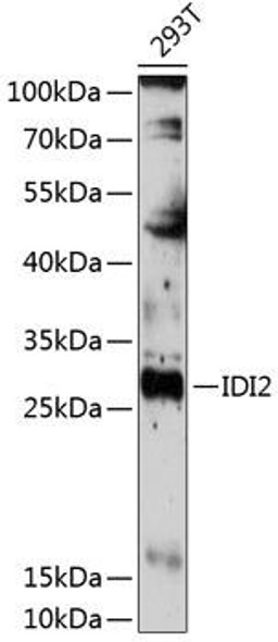 Anti-IDI2 Antibody (CAB14434)