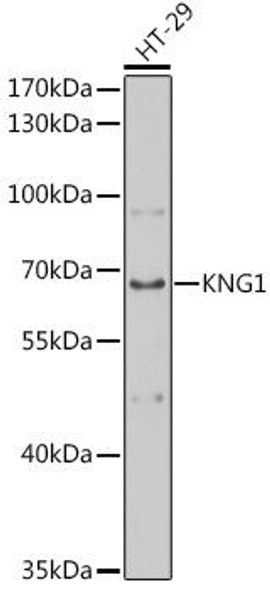 Anti-KNG1 Antibody (CAB1670)