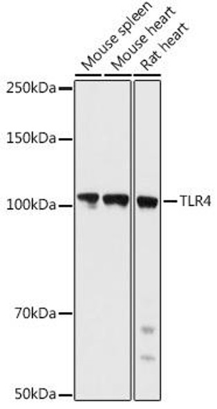Anti-TLR4 Antibody (CAB17436)