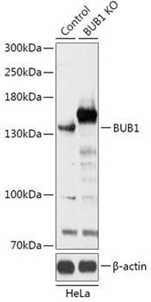 Anti-BUB1 Antibody (CAB18053)[KO Validated]