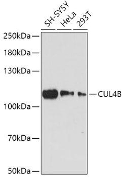 Anti-CUL4B Antibody (CAB12696)