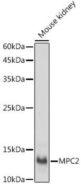 Anti-MPC2 Antibody (CAB20196)