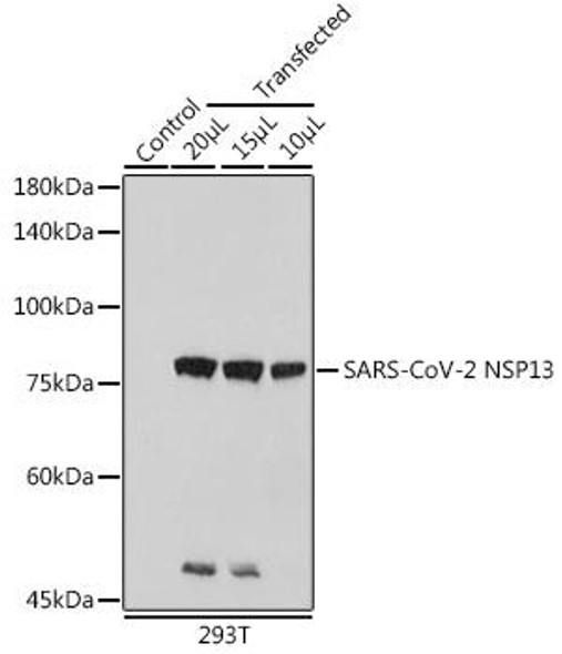 Anti-SARS-CoV-2 NSP13 Antibody (CAB20311)