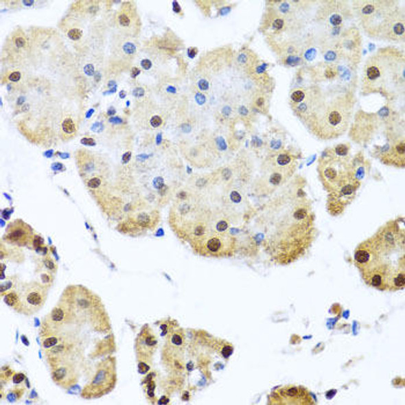 Anti-NUMA1 Antibody (CAB0527)