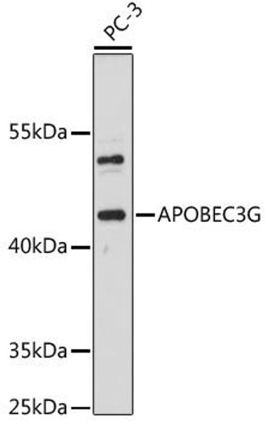 Anti-APOBEC3G Antibody (CAB13598)