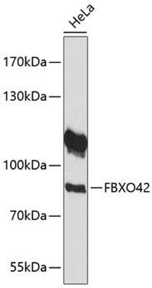 Anti-FBXO42 Antibody (CAB14899)