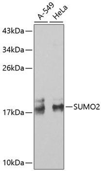 Anti-SUMO2 Antibody (CAB2486)