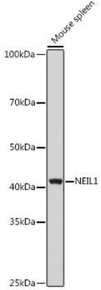Anti-NEIL-1 Antibody (CAB5828)