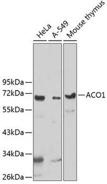 Anti-UTP3 Antibody (CAB5995)