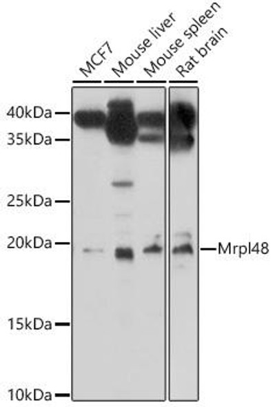 Anti-Mrpl48 Antibody (CAB18188)