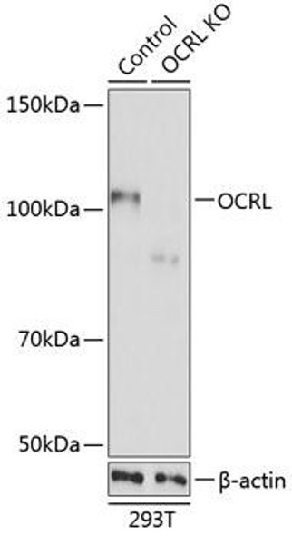 Anti-OCRL Antibody (CAB19976)[KO Validated]
