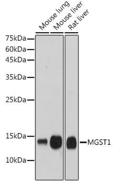 Anti-MGST1 Antibody (CAB0880)