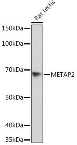 Anti-METAP2 Antibody (CAB3465)