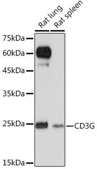 Anti-CD3G Antibody (CAB4085)