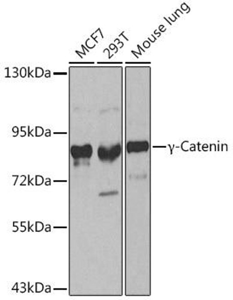 Anti-Gamma-Catenin Antibody (CAB0963)