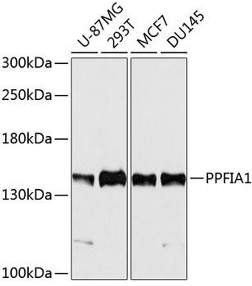 Anti-PPFIA1 Antibody (CAB10388)