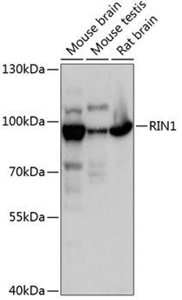 Anti-RIN1 Antibody (CAB13791)