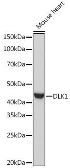 Anti-DLK1 Antibody (CAB6578)