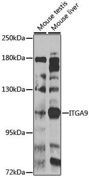 Anti-ITGA9 Antibody (CAB7693)