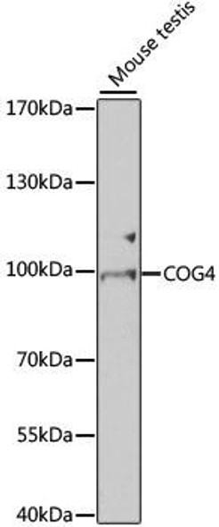 Anti-COG4 Antibody (CAB7792)