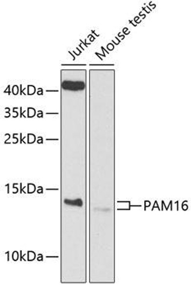 Anti-PAM16 Antibody (CAB9875)