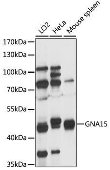 Anti-GNA15 Antibody (CAB16866)