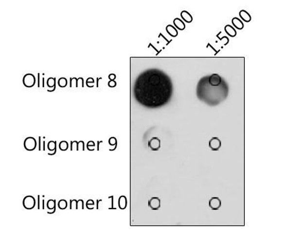 Anti-N6-methyladenosine / m6A Antibody (CAB19136)