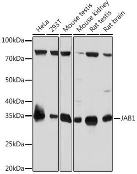 Anti-JAB1 Antibody (CAB4087)
