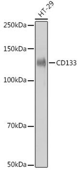 Anti-CD133 Antibody (CAB0818)