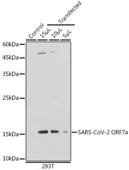 Anti-SARS-CoV-2 ORF7a Antibody (CAB20307)