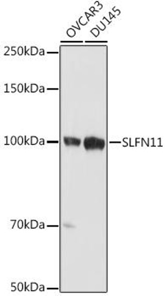 Anti-SLFN11 Antibody (CAB20490)