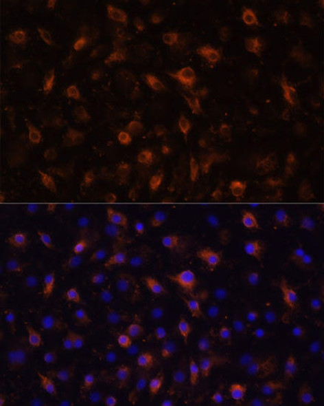 Anti-TLR4 Antibody (CAB0007)