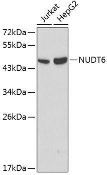 Anti-NUDT6 Antibody (CAB0260)