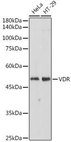 Anti-VDR Antibody (CAB11743)